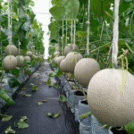 cantaloupe plant