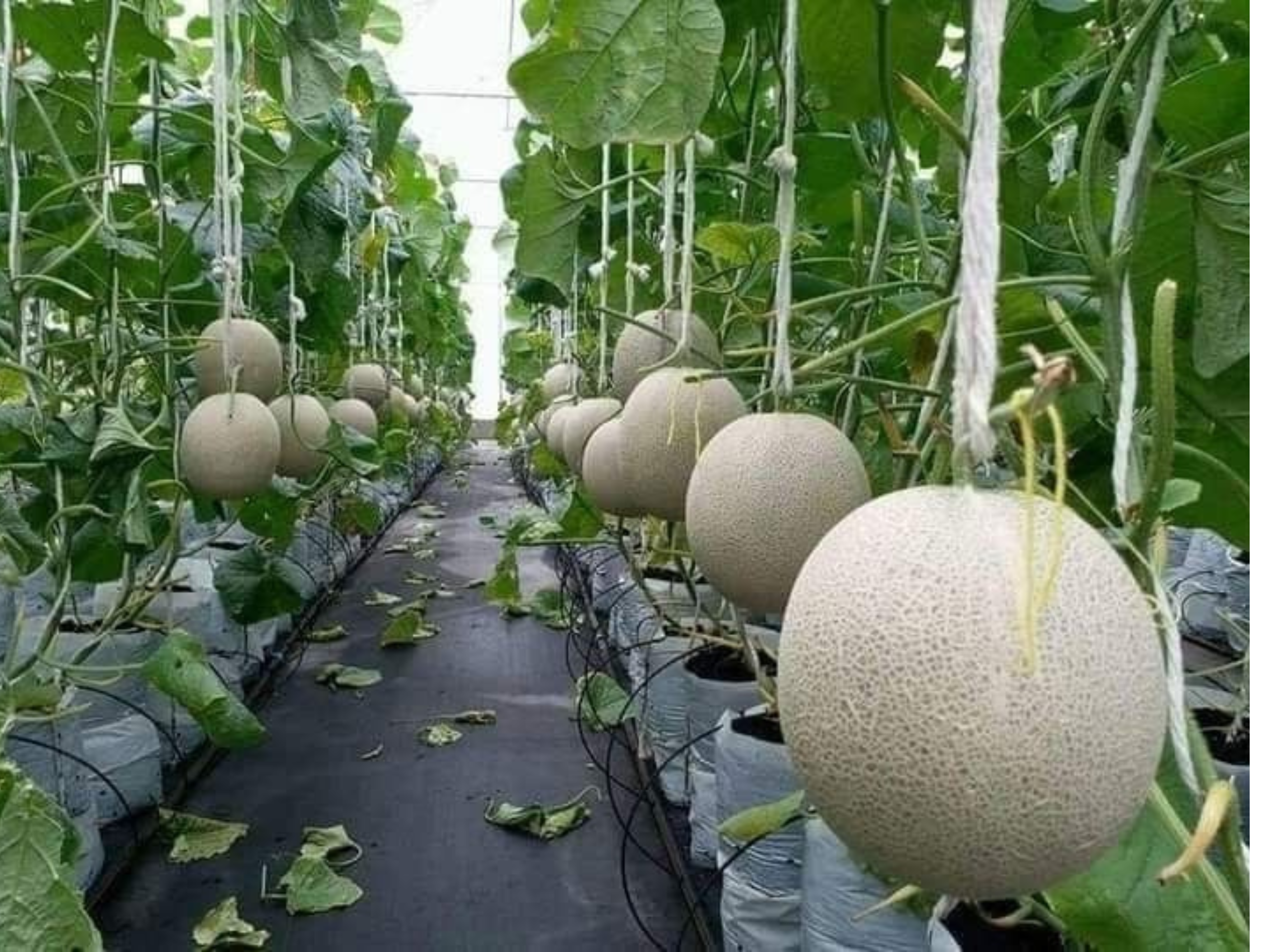 cantaloupe plant