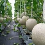 Cantaloupe plant tips for UK gardens with greenhouse melons and fruit support