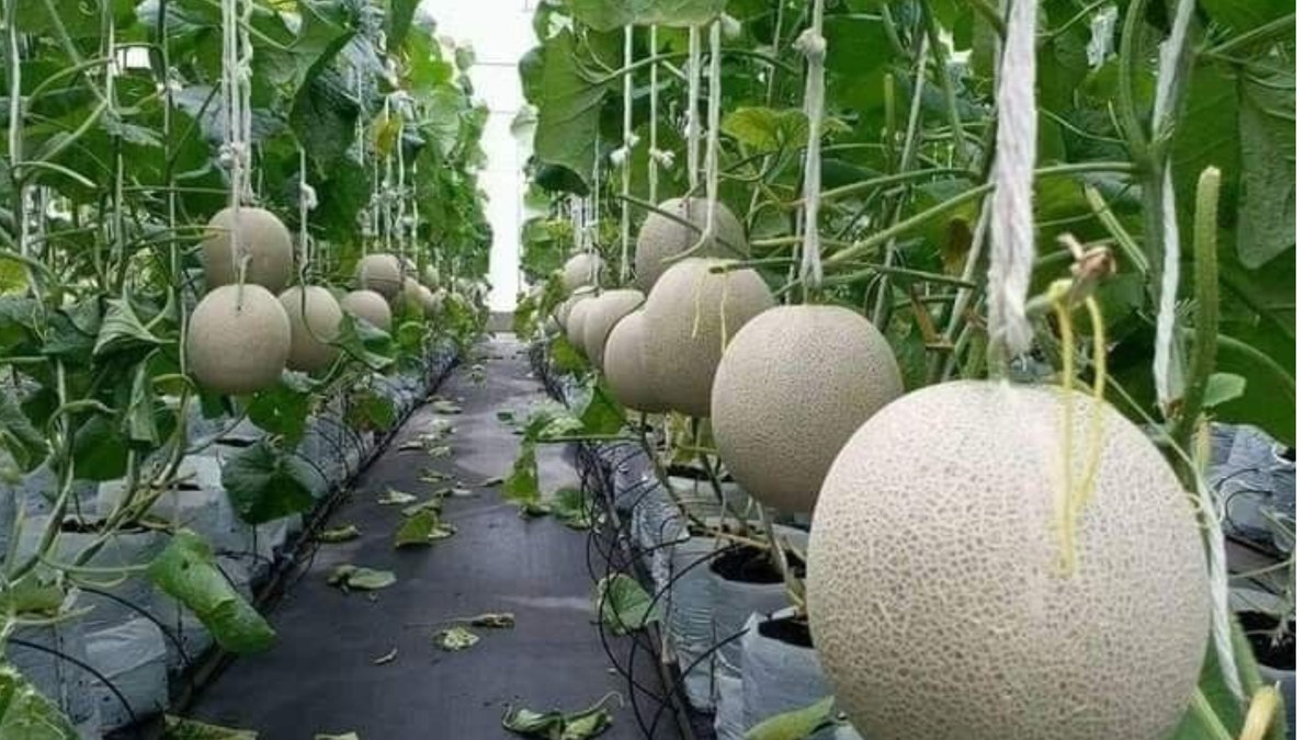Cantaloupe plant tips for UK gardens with greenhouse melons and fruit support