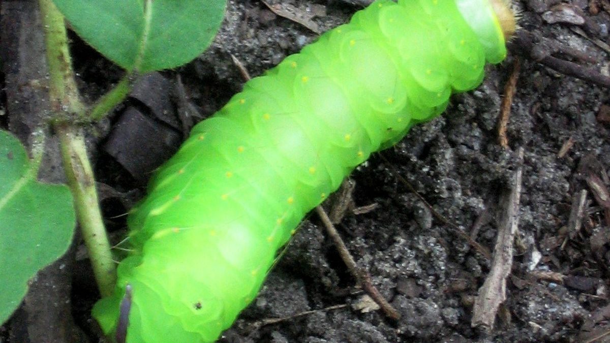 Close-up of a green Polyphemus moth caterpillar on leaves