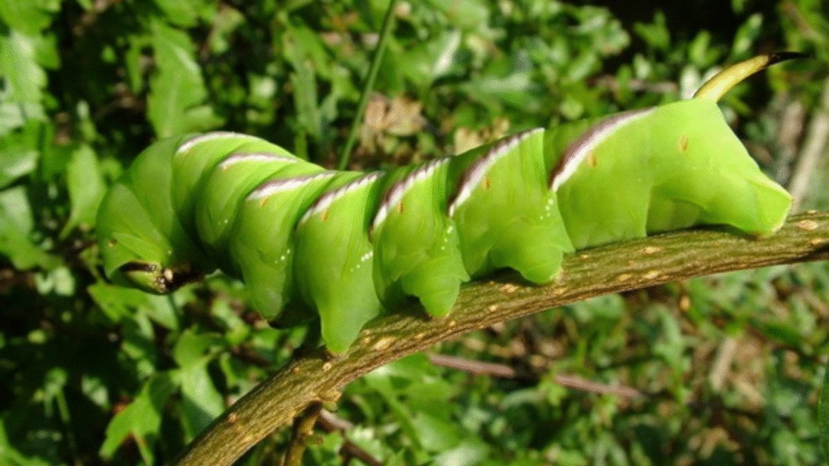 Polyphemus moth caterpillar resting on a branch